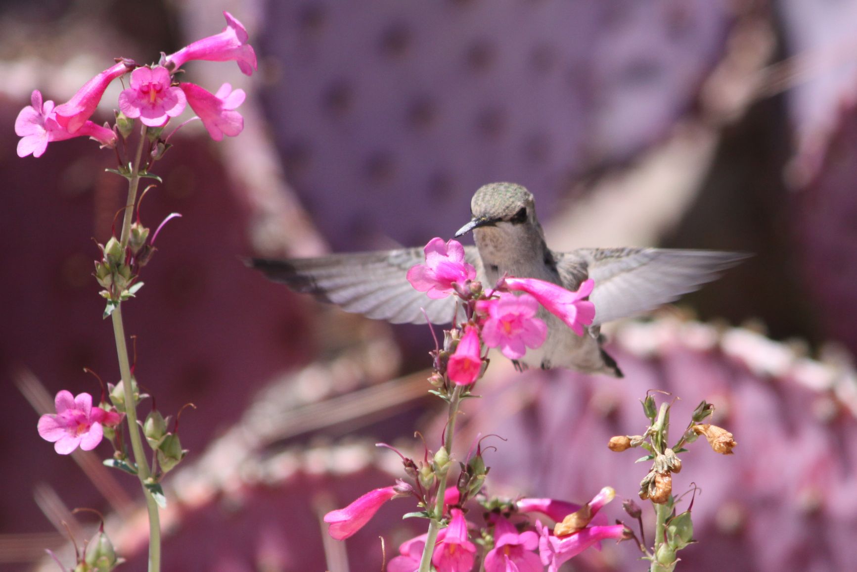 Hummingbirds from backyards and beyond
